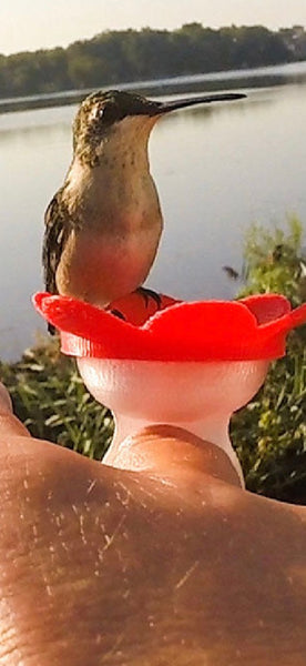 ZUMMR Hummingbird Feeder Ring Starter Kit (Red)