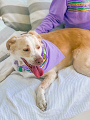 Lavender Sequin Stripe Pet Scarf - 2 Sizes